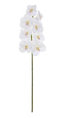VANDA ORCHID 31'' TWO-TONE WHITE