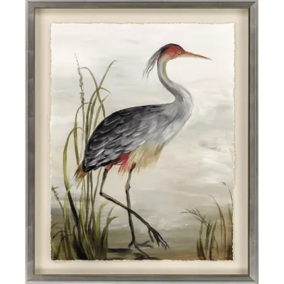Grey Heron Study