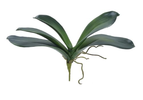 ORCHID PHA LEAF X5 8.5" GREEN