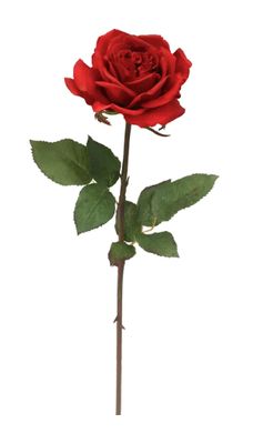 ROSE DUTCHESS OPEN SH/ST 20'' X'MAS RED