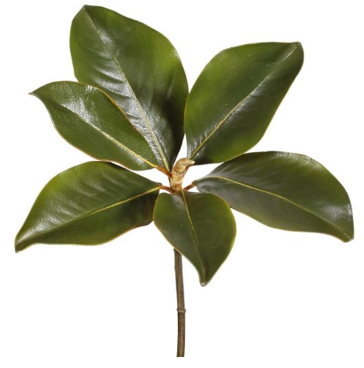 MAGNOLIA LEAF PICK 14" GREEN