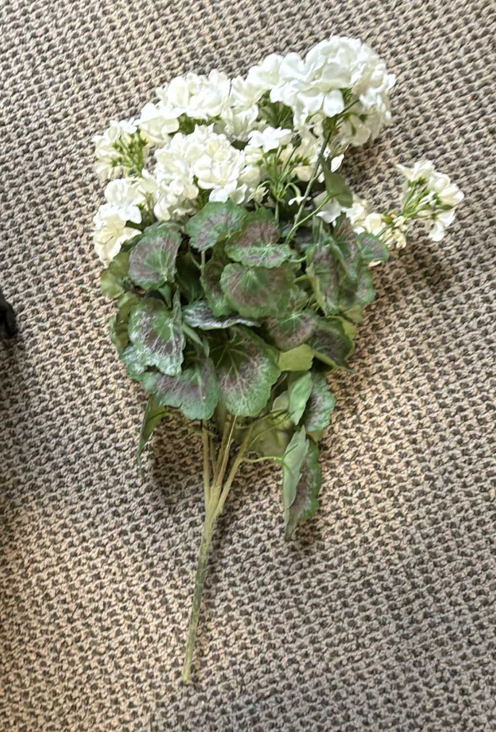 SUMMER GERANIUM PLANT X 9 2.4"