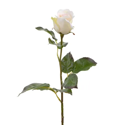 ROSE DUTCHESS BUD 25'' CREAM