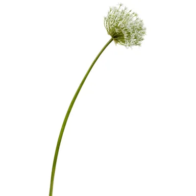 ALLIUM S.36'' TWO-TONE WHITE