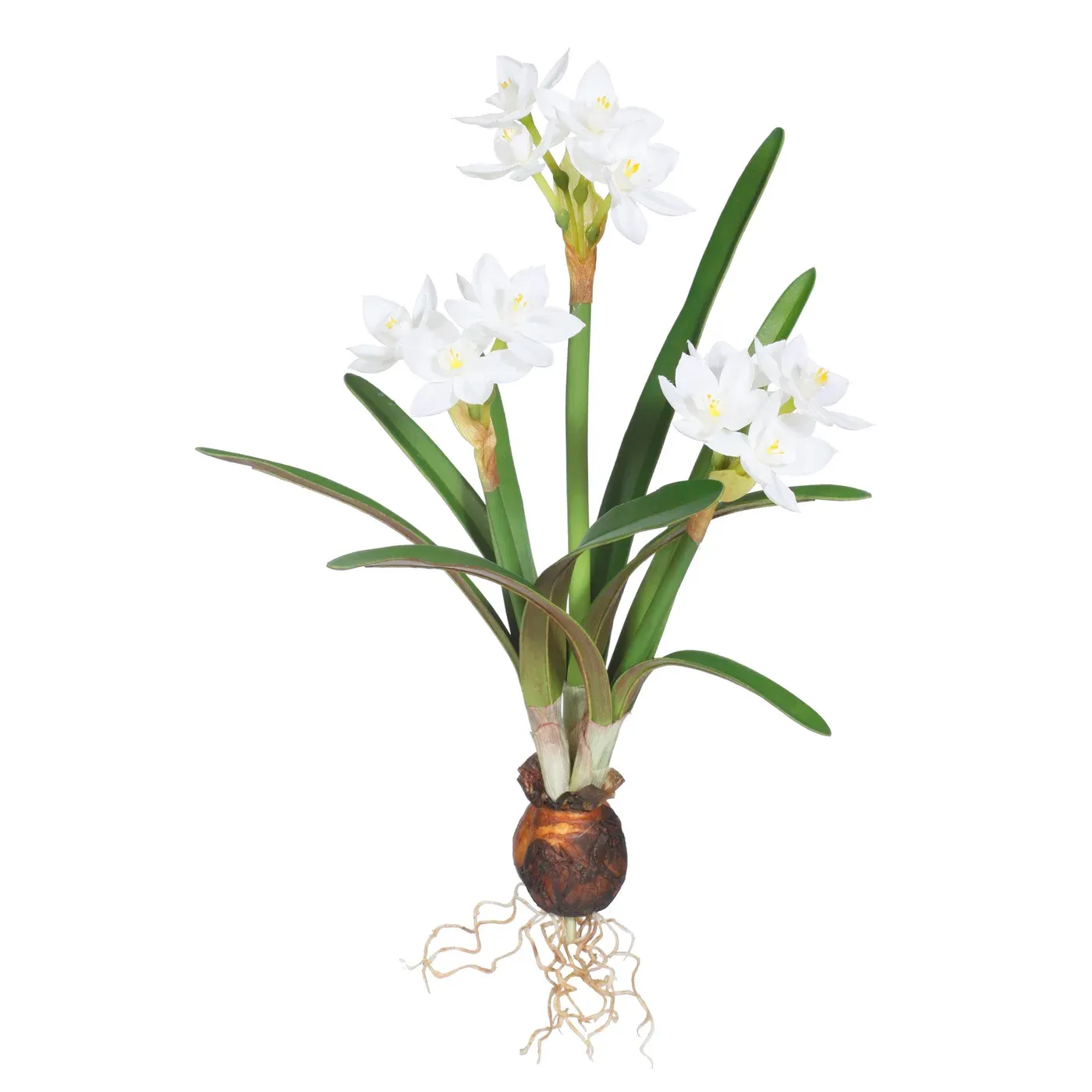 TWO-TONE WHITE PAPERWHITE W/ BULB X3  13"