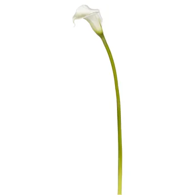 CALLA LILY 29.5'' WHITE