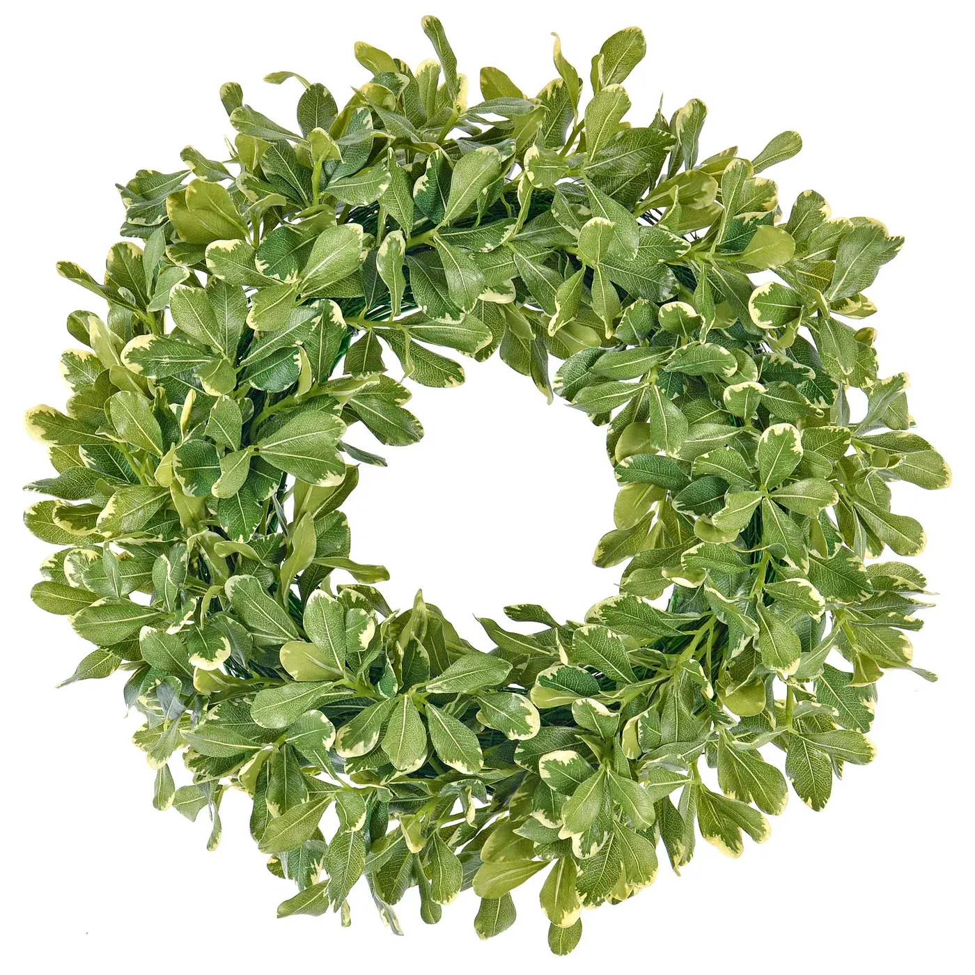 WINWARD PITTOSPORUM WREATH 24"