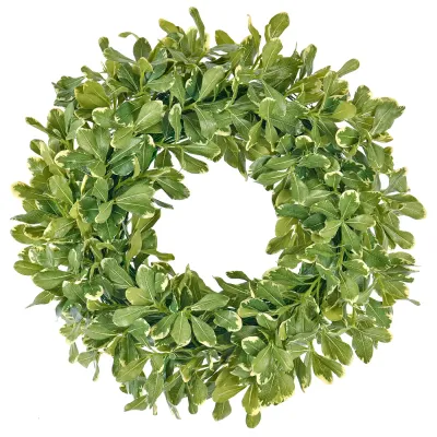 WINWARD PITTOSPORUM WREATH 24"