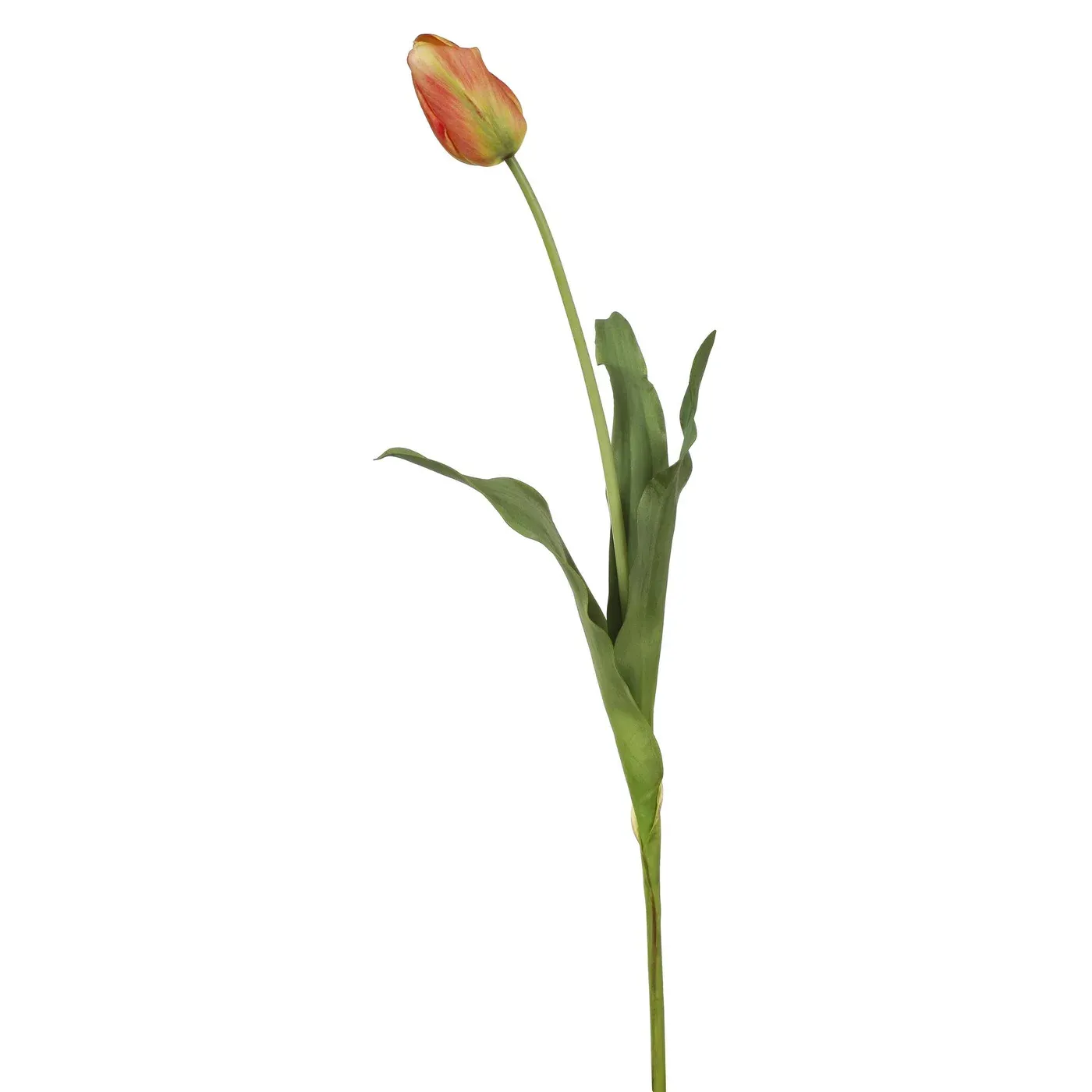 TULIP DUTCH CLOSE 24.5'' ORANGE/RED