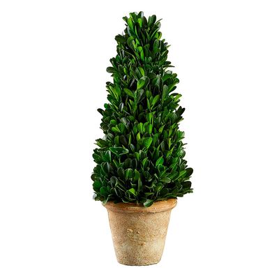 13.3" Pre Boxwood Cone Top