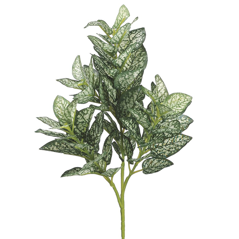 11"MINI HYPOESTES BUSH 70L