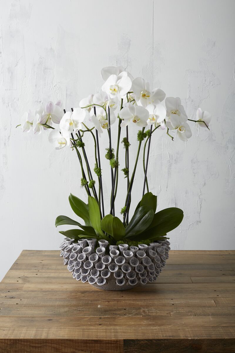 Iris Bowl 17.75"x 15.5"x 8"