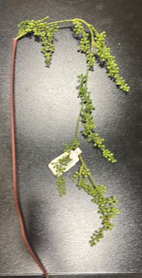 BERRY HANGING STEM