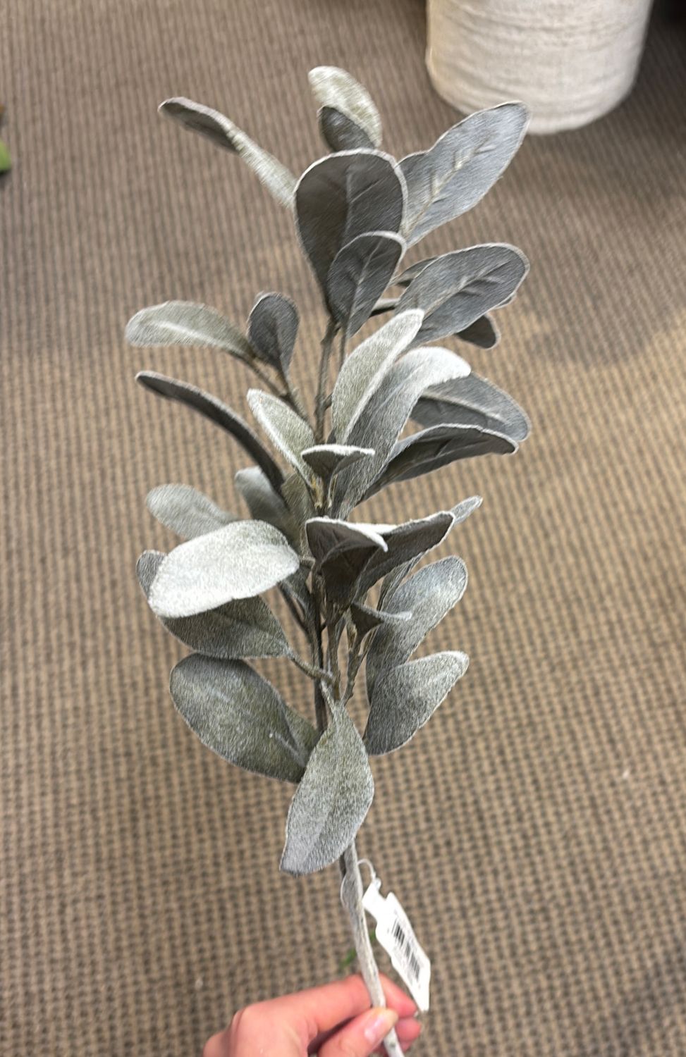 GRAY LAMBS EAR SPRAY