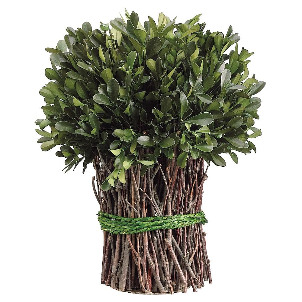 10.2" Preserved Boxwood Bush