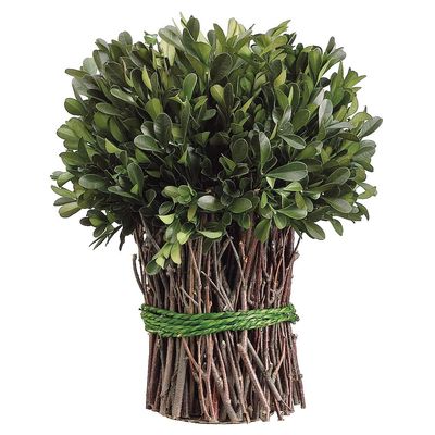 10.2" Preserved Boxwood Bush