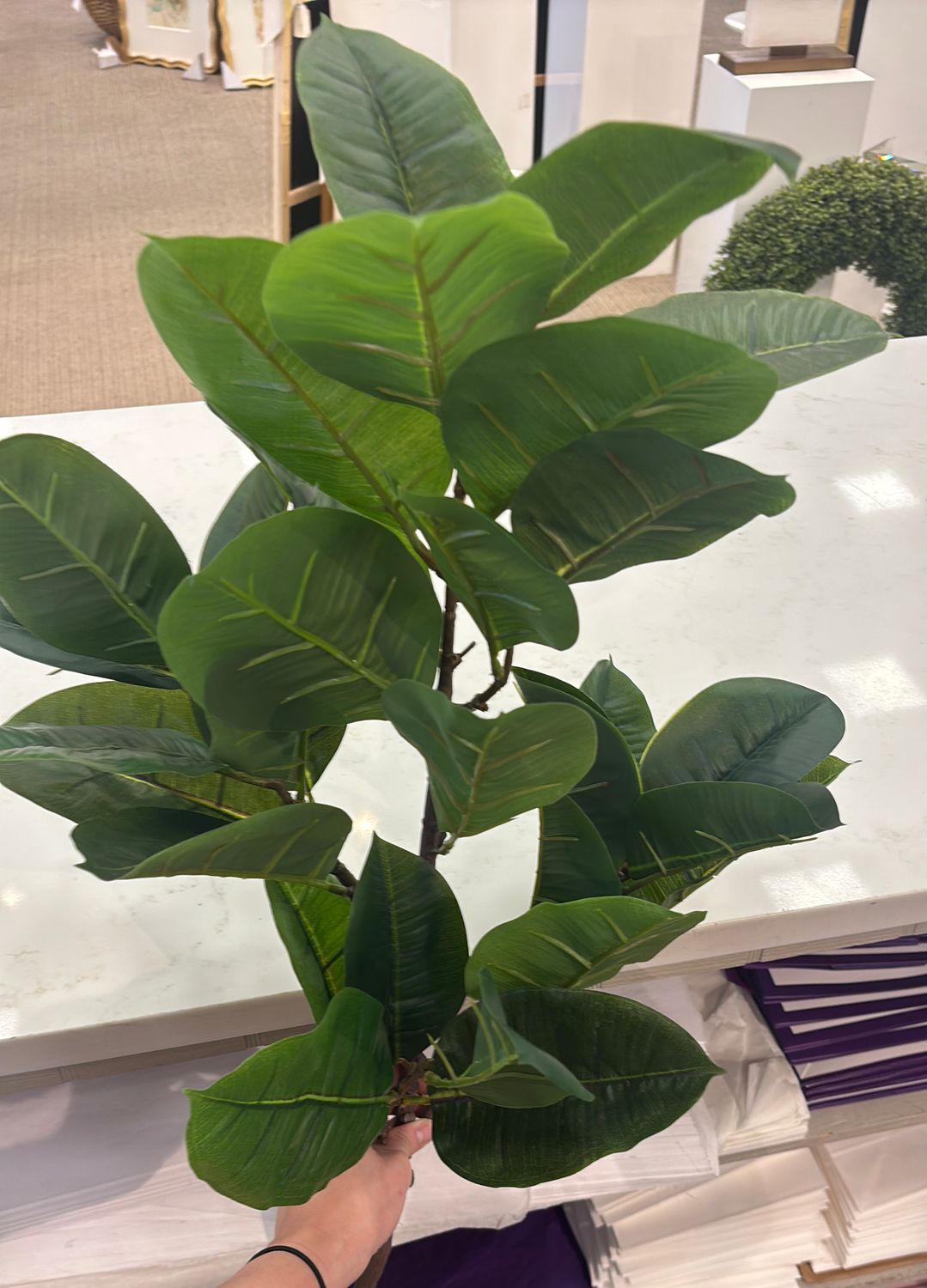 28" RUBBER PLANT