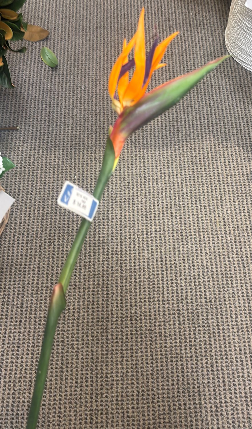 LG BIRD OF PARADISE