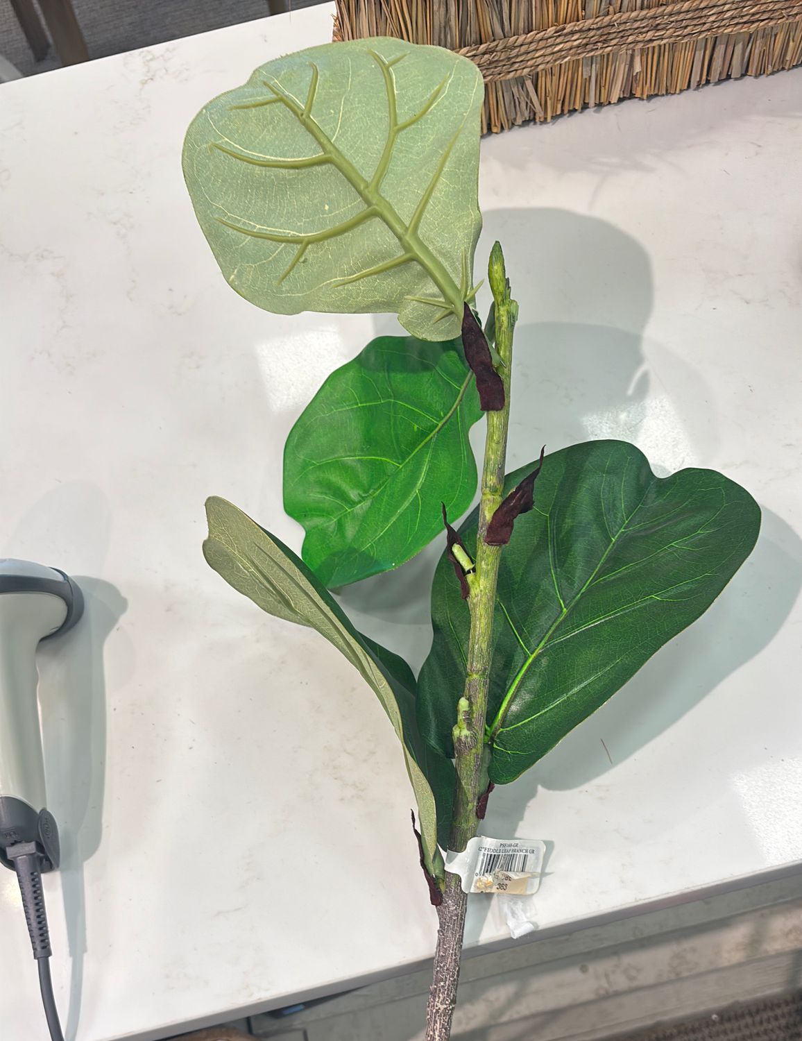 42" FIDDLE LEAF FIG BRANCH