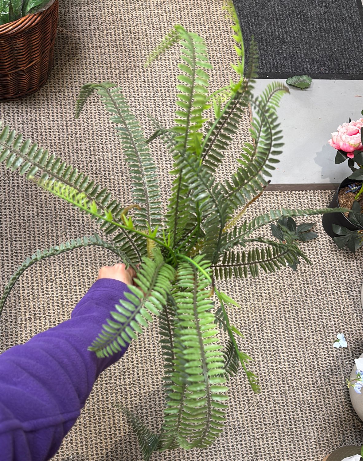 BOSTON FERN BUSH