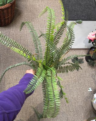 BOSTON FERN BUSH