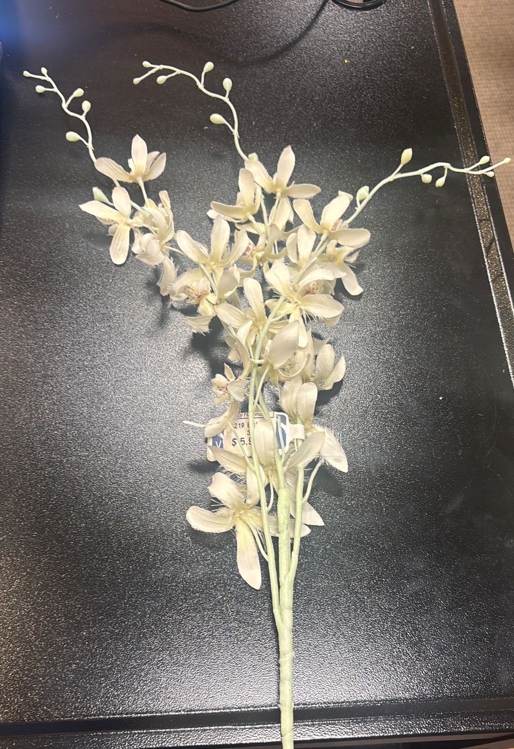 CREAM DENDROBIUM SPRAY