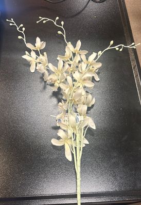 CREAM DENDROBIUM SPRAY