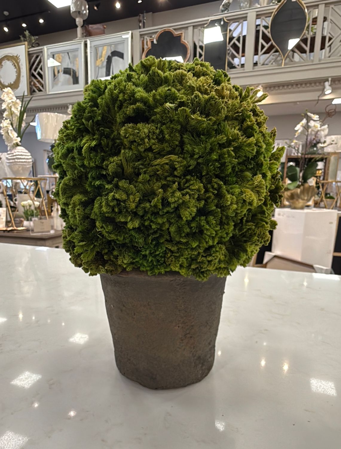 9.8" Pre. Celosia Ball Top