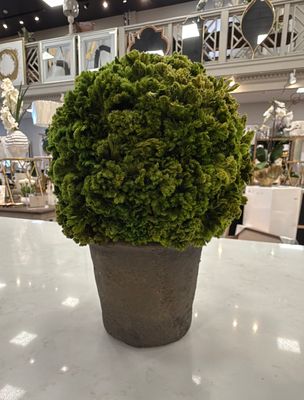 9.8" Pre. Celosia Ball Top