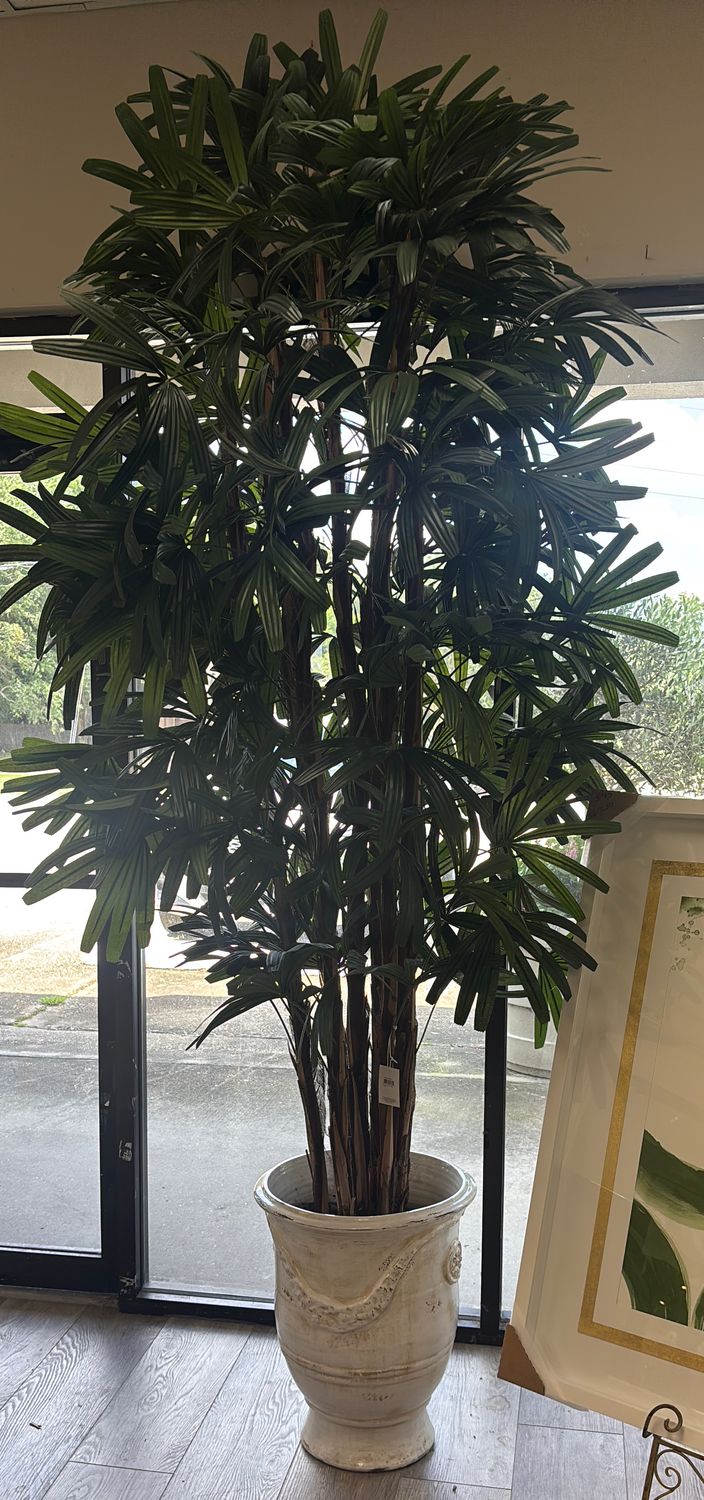 8' RHAPIS TREE X7