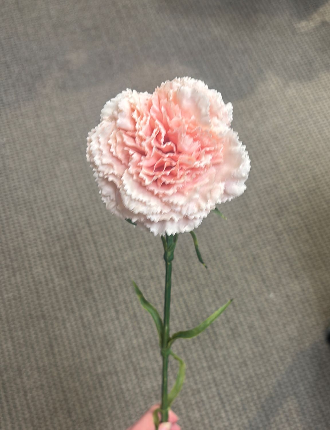 PINK CARNATION SPRAY