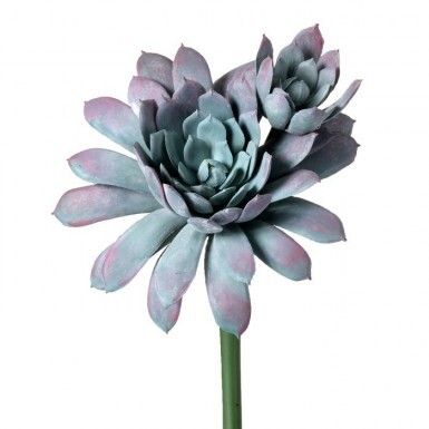 PALE SUCCULENT WITH BABY PICK