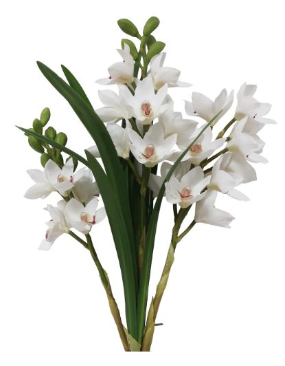 Orchid Cymbidium Open - 30" - WHITE