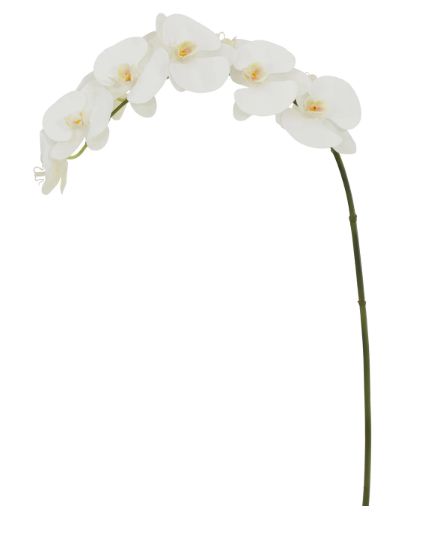 Orchid Phalaenopsis - 39" - Two-Toned White