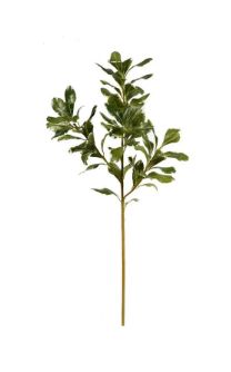 Pittosporum - 25.5" - GREEN
