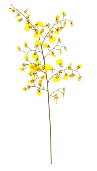 ORCHID DANCING ONCIDIUM - 36.5" -YELLOW