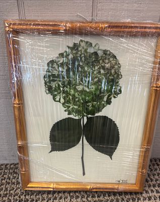 HYDRANGEA  - XVI - 8X10