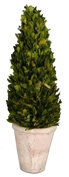 16''H BOXWOOD TOPIARY CONE