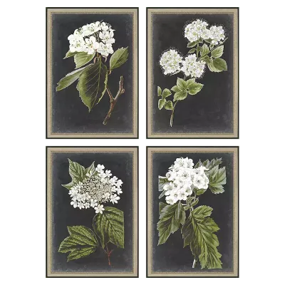 Dramatic White Flower