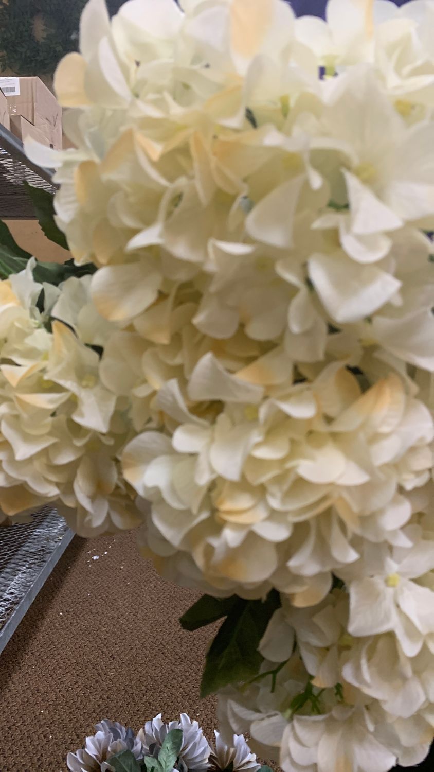 Cream hydrangea 