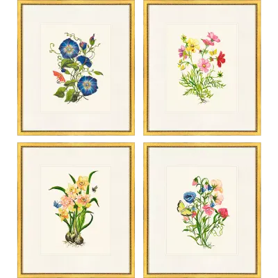 Delicate Medley II S/4
