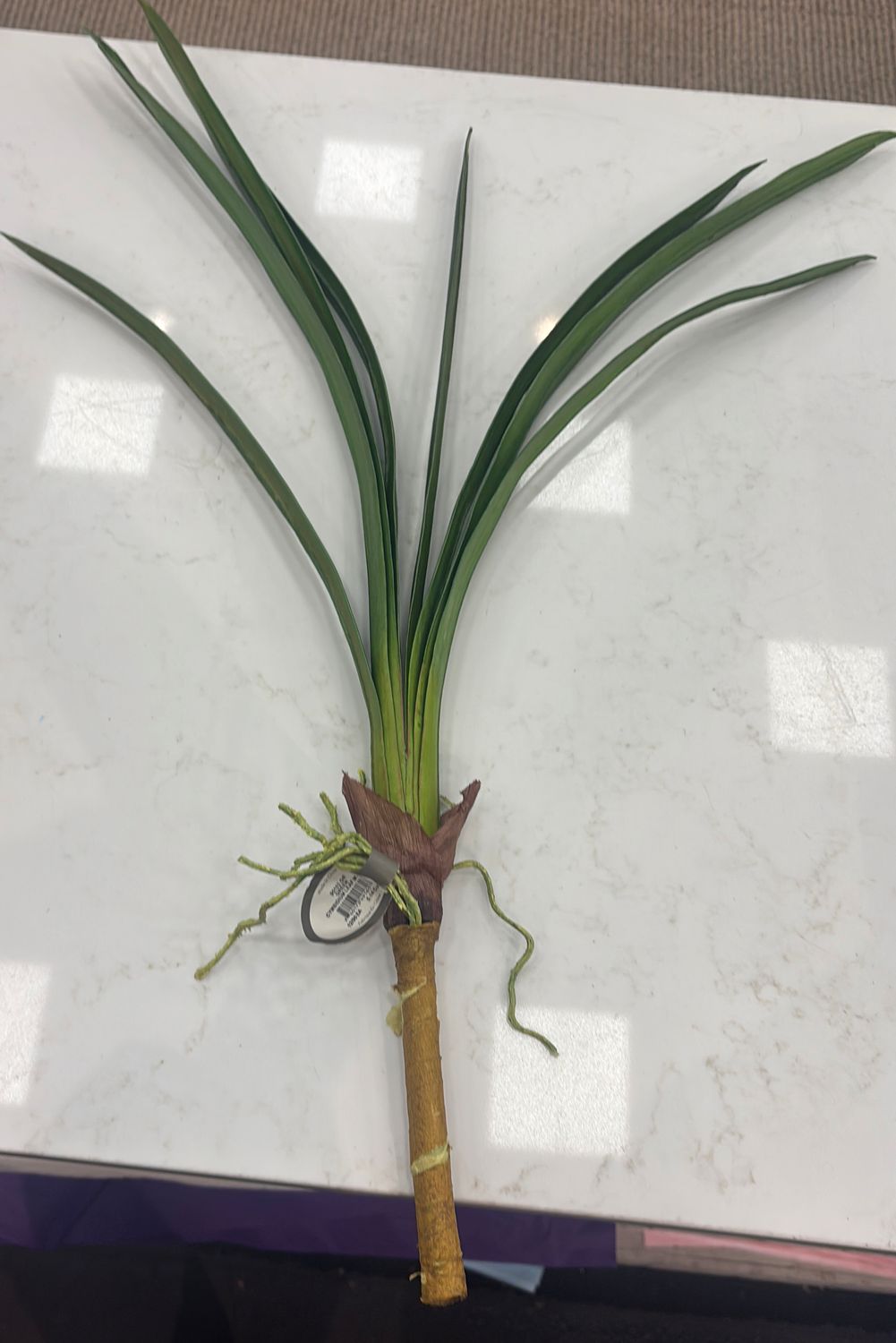 CYMBIDIUM LEAF