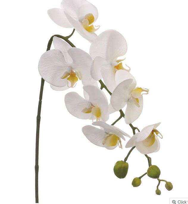 TWO-TONE WHITE ORCHID PHALENOPSIS