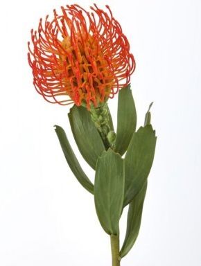 PL. PINCUSHION PROTEA 21"