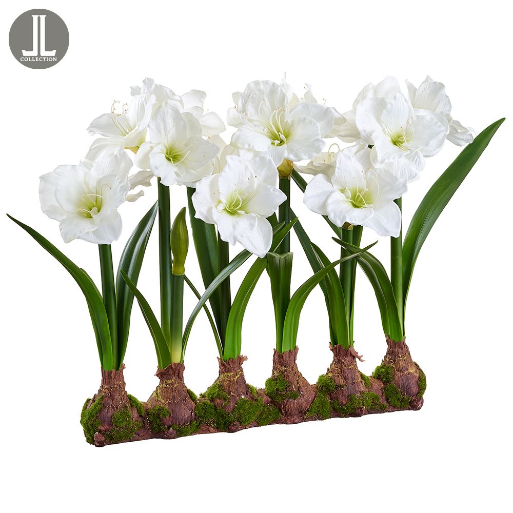 22" Stand Amaryllis With Bulb X 6