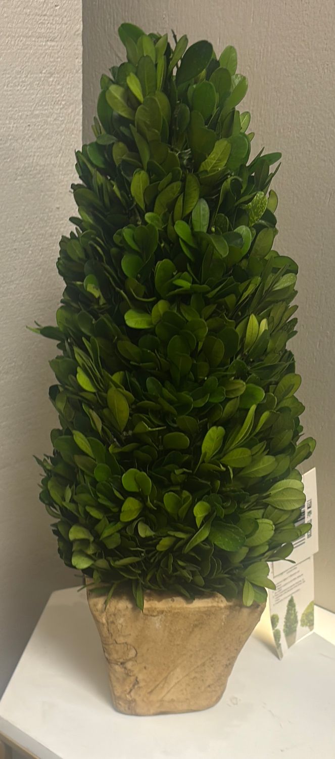 14" H BOXWOOD TOPIARY CONE
