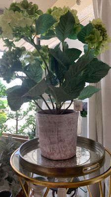 plant hydrangea, plant cream, and green