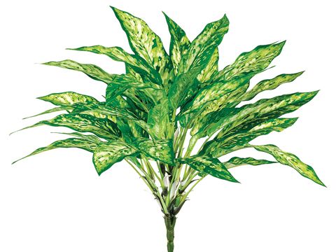 18.5"AGLAONEMA BUSH 36L GR
