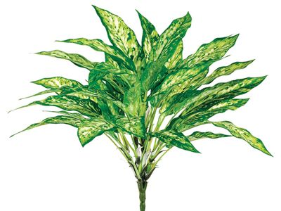 18.5"AGLAONEMA BUSH 36L GR