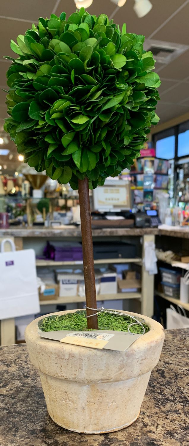 Ball boxwood topiary 12”